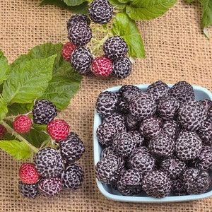 May include: A bowl filled with black raspberries. The raspberries are arranged in a single layer and are surrounded by a light blue rim.