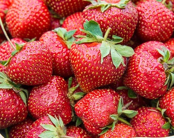 24 Flavorfest Strawberry Plants - Excellent flavor, High-Yields (Pack of 24 Bare Root)Zones: 4-7