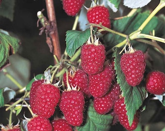 5 Heritage Everbearing Red Raspberry Plants (5 Large 1 Year Old Bare Root Canes)-Delicious, Sweet Berries. Zone 3-8