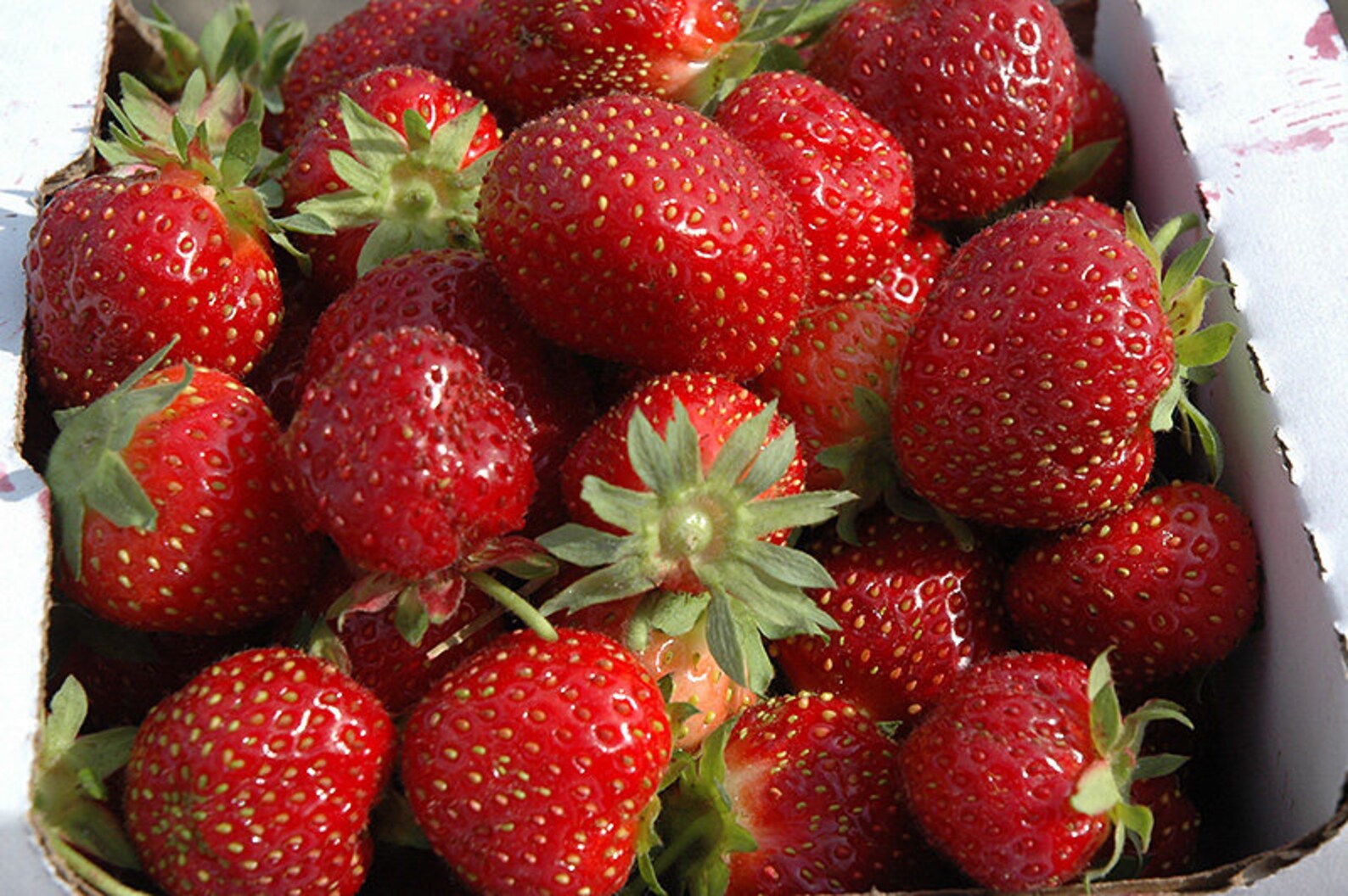 12 Strawberry Plants ozark Beauty Everbearingtop Etsy
