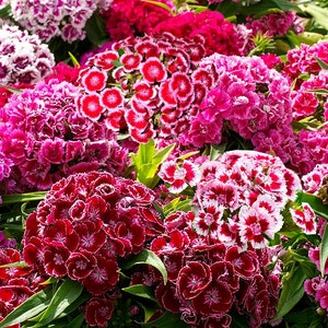 Dianthus Barbatus Carnation Sweet William-Heirloom Flowers Mix (Pack of 200+ Seeds) Zones: 3-10