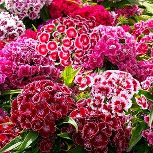 Dianthus Barbatus Carnation Sweet William-Heirloom Flowers Mix Pack of 200 Seeds Zones: 3-10 image 1