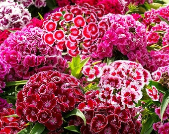 50 Seeds Dianthus Barbatus Carnation Sweet William-Heirloom Flowers Mix (Pack of 50+ Seeds) Zones: 3-10
