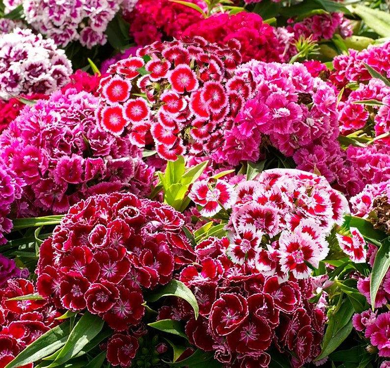 Dianthus Barbatus Carnation Sweet William-Heirloom Flowers Mix Pack of 200 Seeds Zones: 3-10 image 1