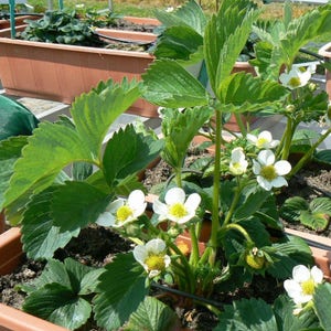 12 Albion Everbearing Strawberry Plants-Fruit Very Firm, Sweet, High Yields Pack of 12 Bare Root Zones: 4-8. Free shipping. image 2