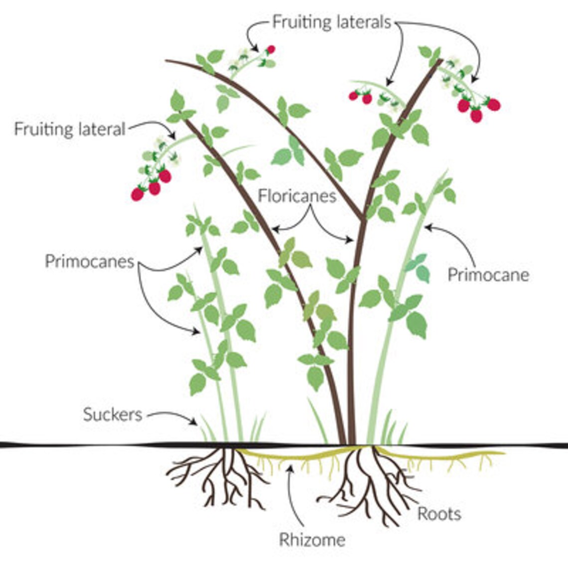 3 Raspberry Plants 