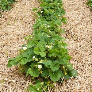 12 Albion Everbearing Strawberry Plants-Fruit Very Firm, Sweet, High Yields Pack of 12 Bare Root Zones: 4-8. Free shipping. image 9