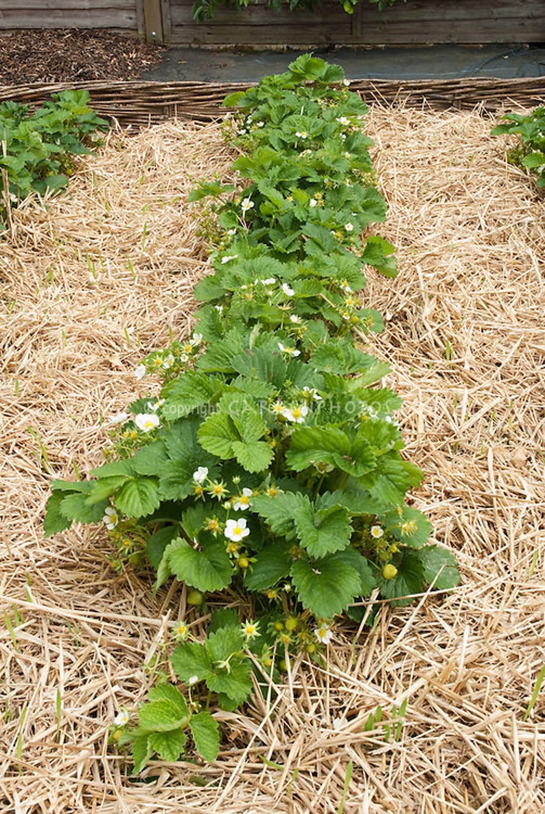 12 Albion Everbearing Strawberry Plants-Fruit Very Firm, Sweet, High Yields Pack of 12 Bare Root Zones: 4-8. Free shipping. image 9