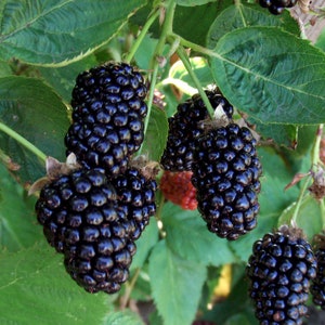 3 Thornless Blackberry Plants Natchez, Earliest, High Productive Pack of 3 Plug Plants Best in Zone 5-9 image 2