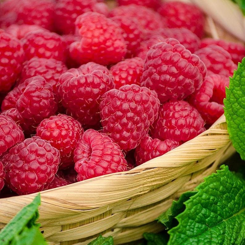 3 Raspberry Plants Joan J Completely Thornless Everbearing Etsy