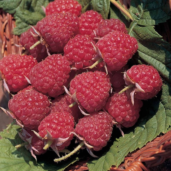 5 Raspberry Plants Joan J - Completely Thornless, Everbearing, High-Yielding, (5 Lrg 1 Year Old Bare Root Canes) Zone: 4-8
