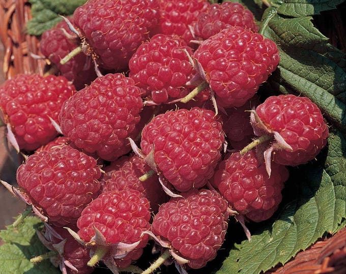 5 Raspberry Plants Joan J Completely Thornless, Everbearing, High