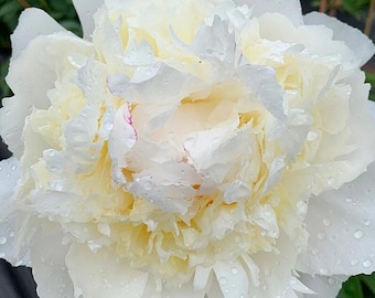 May include: A full, multi-petalled peony flower in shades of creamy white and pale yellow. The delicate, ruffled petals are covered in small, clear water droplets, highlighting the soft texture and layered structure of the blooming flower head.