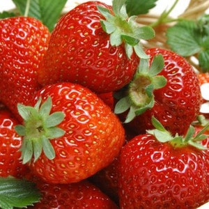 12 Seascape Everbearing Strawberry Plants-Super Sweet (Pack of 12 Bare Root) Zones: 4-9