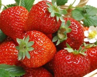 12 Seascape Everbearing Strawberry Plants-Super Sweet (Pack of 12 Bare Root) Zones: 4-9