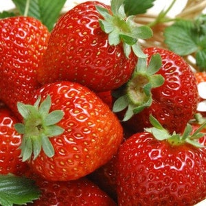 May include: A close-up of ripe, red strawberries with green leaves and stems. The strawberries are in a woven basket, with some leaves and a white flower visible. The berries are a vibrant red color.