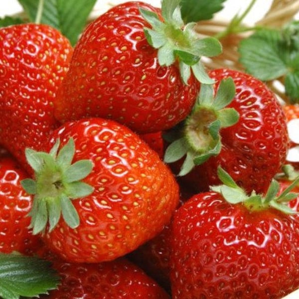 24 Everbearing Strawberry Plants "Seascape"-Super Sweet(Pack of 24 Bare Root Plants) Zones 4-9