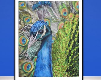 Peacock fine art giclee  print, from hand drawn coloured pencil original.