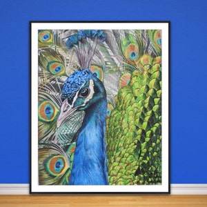 Peacock fine art giclee  print, from hand drawn coloured pencil original.