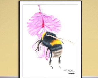 Bee fine art giclee print, from hand drawn coloured pencil original.