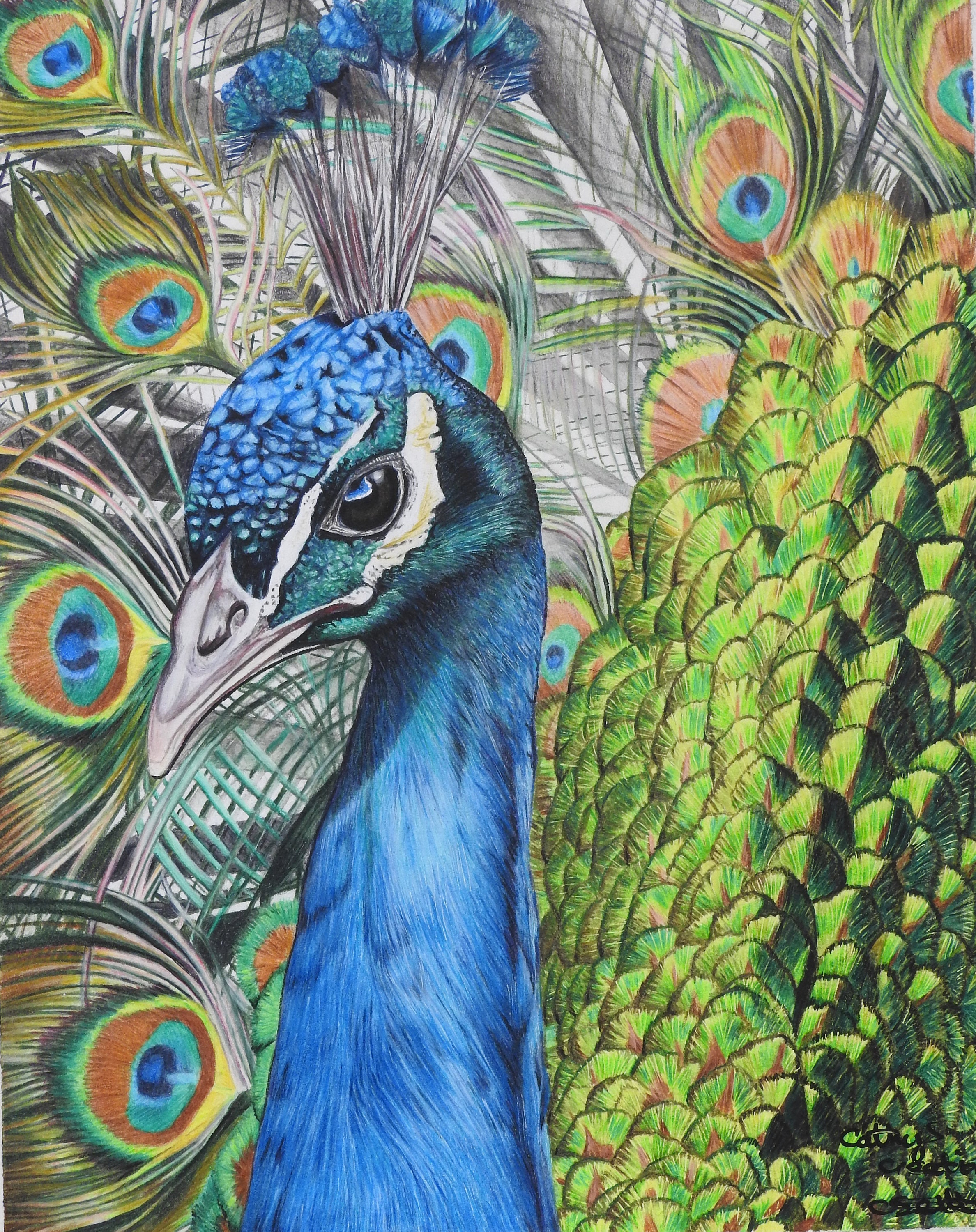 Peacock Fine Art Giclee Print, From Hand Drawn Coloured Pencil