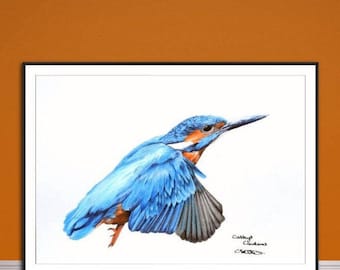 Kingfisher fine art giclee print, from hand drawn coloured pencil original.