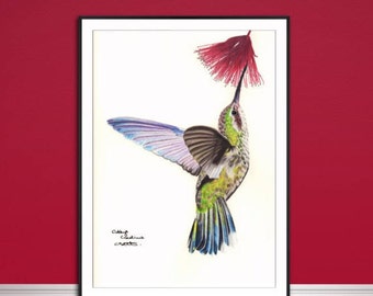 Hummingbird fine art Giclee print, from hand drawn coloured pencil original.