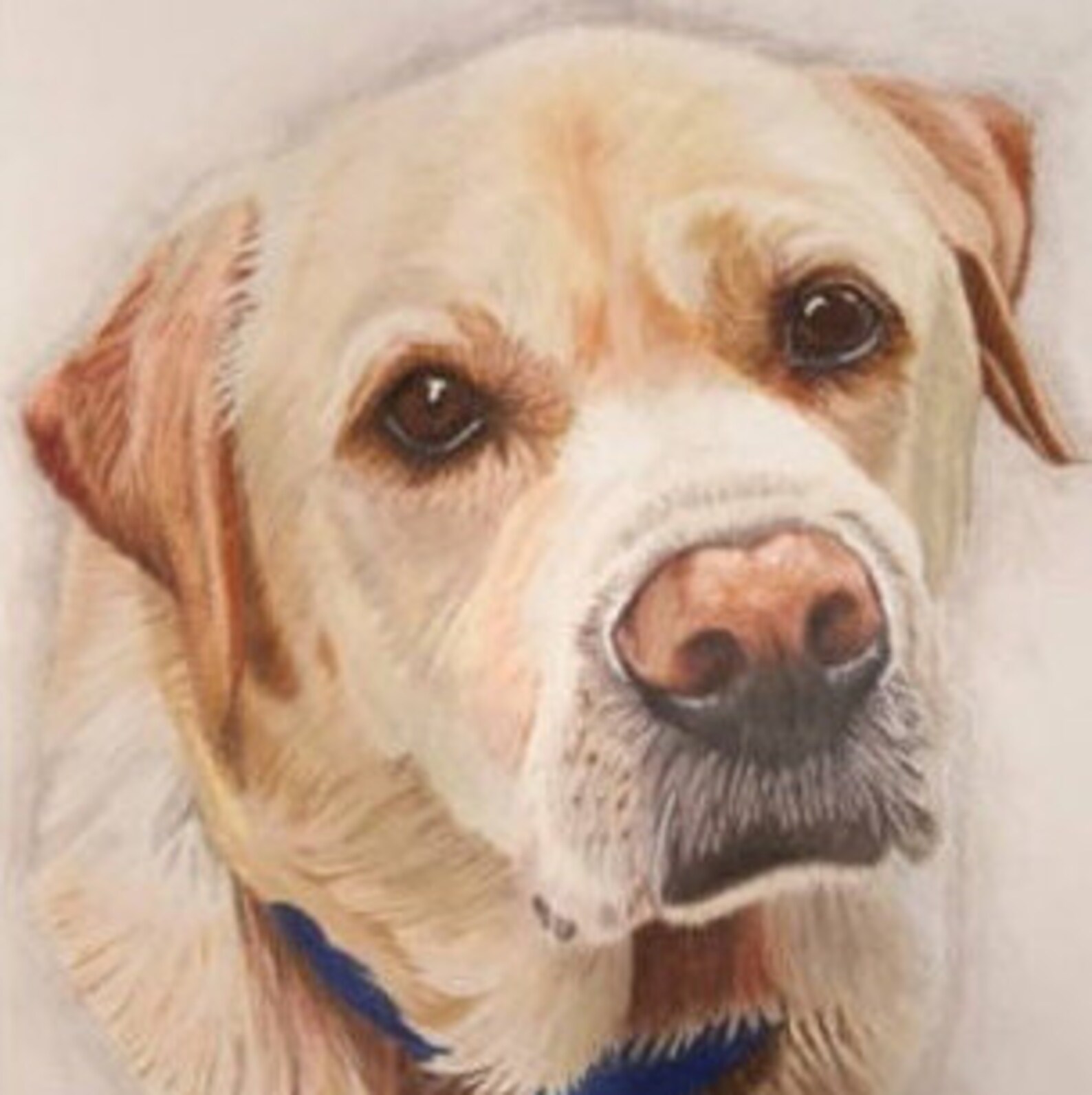 Yellow Labrador Fine Art Giclee Print From Hand Drawn - Etsy
