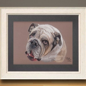 Bulldog fine art giclee print,From hand drawn original artwork.