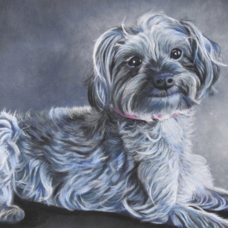 Yorkipoo fine art giclee print from hand drawn coloured pencil original artwork.