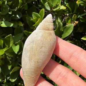 May include: A light beige seashell with a conical shape and textured surface. The shell is held in a hand against a backdrop of green foliage. The shell's spiral tip is visible.