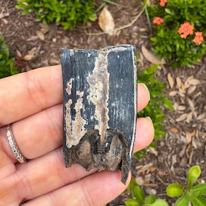 Fossilized horse tooth 2” long