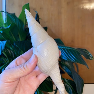 May include: A white seashell with a long, pointed tip and a spiral pattern. The shell is smooth and has a glossy finish.