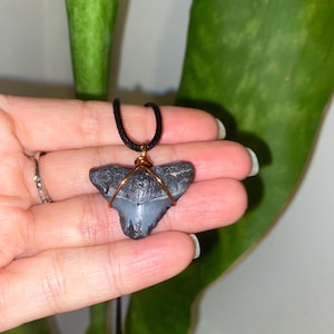 Baby Megalodon tooth pendant - Florida