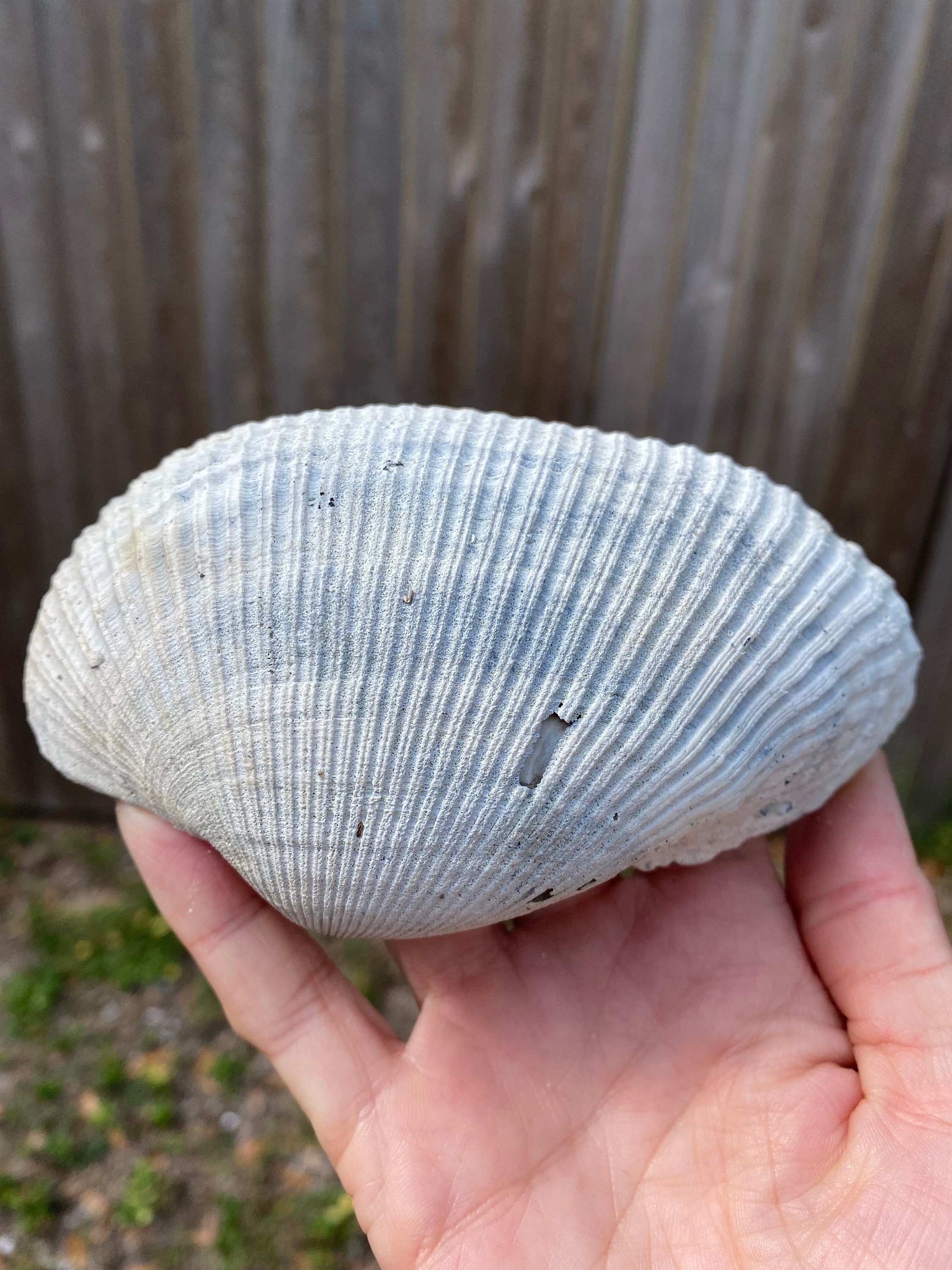 Large Ark Clam Fossil From Florida - Etsy