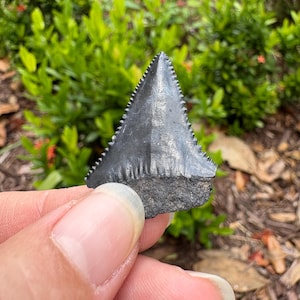 Great White Shark Tooth Fossil: 1 inch, Upper Jaw, Florida Find