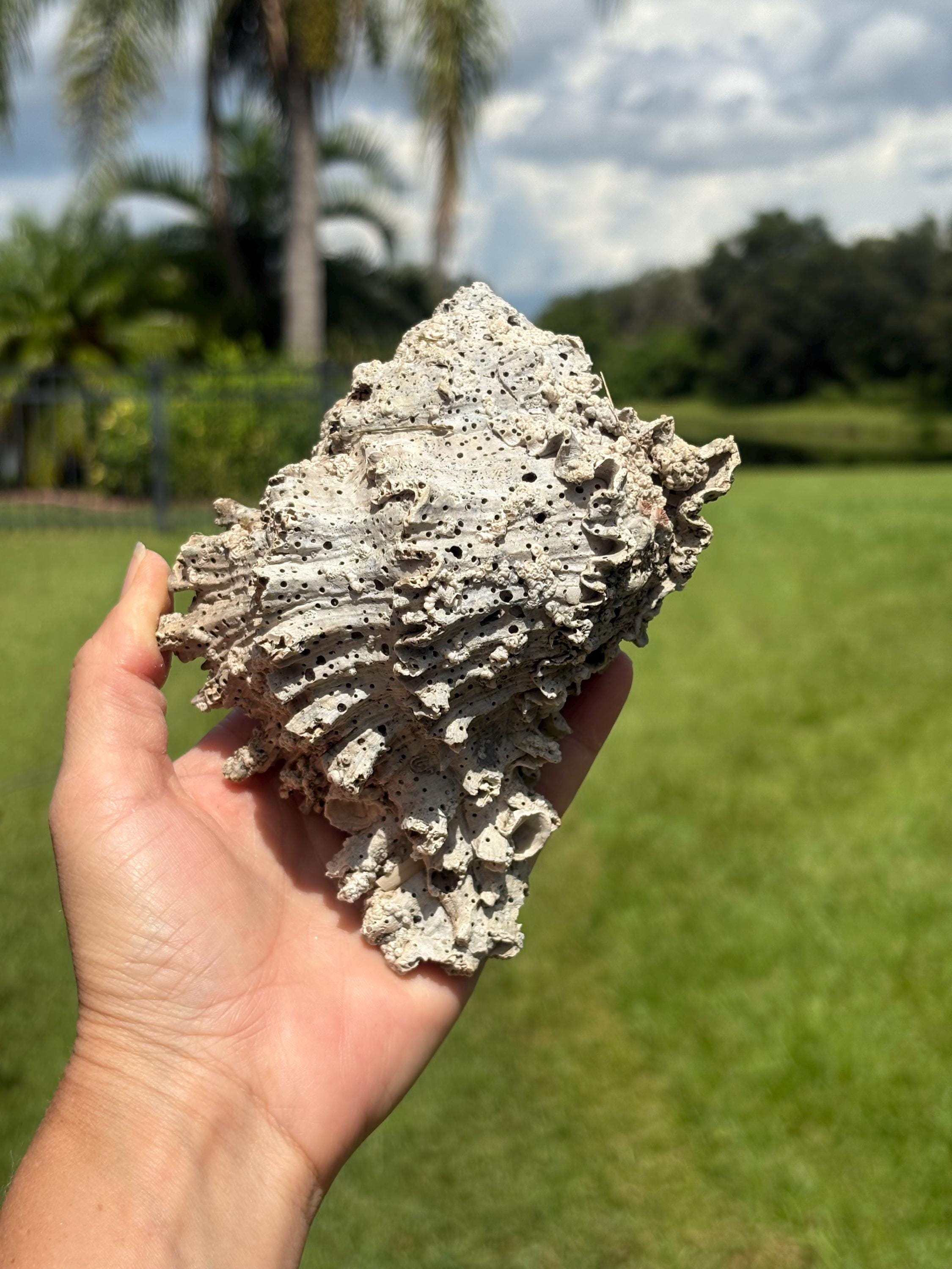 貝殻 Maurea Muriellae Large Murex Fossil Shell From Florida - Etsy