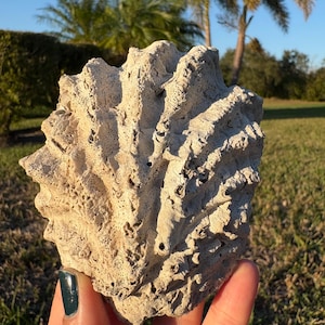 May include: A large, beige, textured seashell with a porous surface. The shell has a complex, layered structure and is held in a hand against a backdrop of green grass and palm trees.