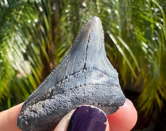 Real Megalodon shark tooth fossil