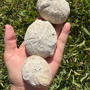 May include: Three fossilized sand dollars, light beige in color, are held in a hand against a backdrop of green grass. The sand dollars have intricate star-like patterns, showcasing their ancient origins.