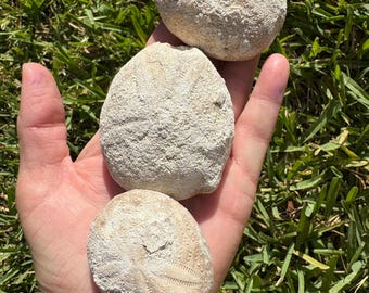 3 Eocene Echinoid Fossils: Eupatagus antillarum with Limestone Matrix