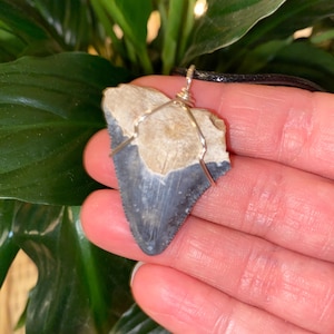 Blue bone valley Megalodon tooth pendant - Florida