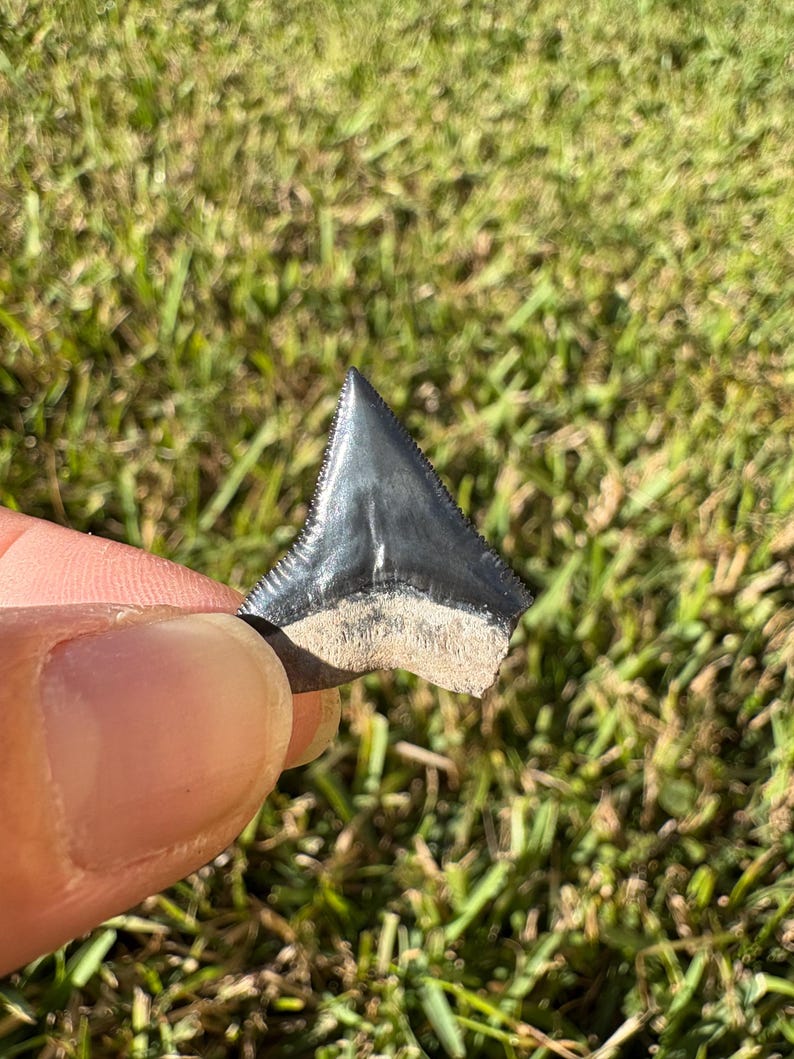 Lot of 3 Bull Shark Tooth Fossils - Etsy