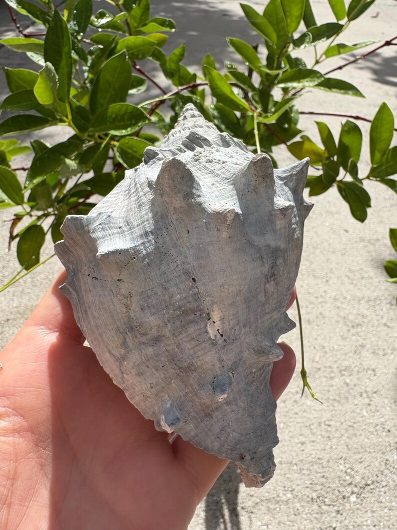 Extinct Fossilized Melongena Sea Shell - Florida - Etsy