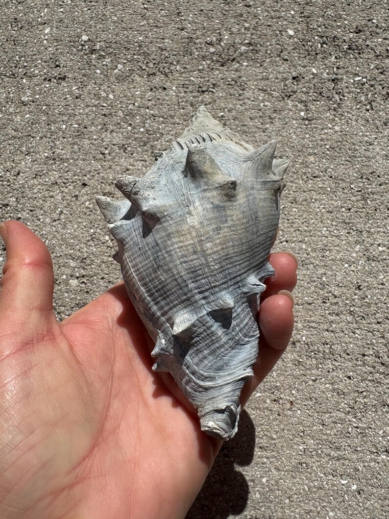 Extinct Fossilized Melongena Sea Shell - Florida - Etsy