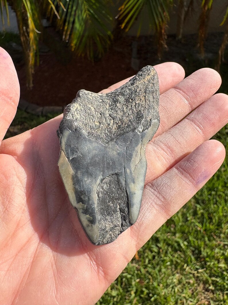 Triangular Fossils Large Megalodon Tooth Fossil - Etsy