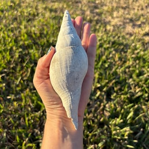 Turbinella shell fossil