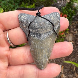 Fossil Megalodon tooth pendant - mixed color