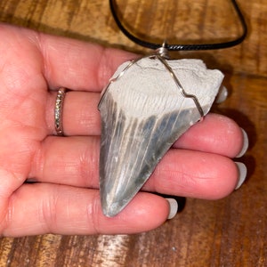 Tan bone valley Megalodon tooth necklace
