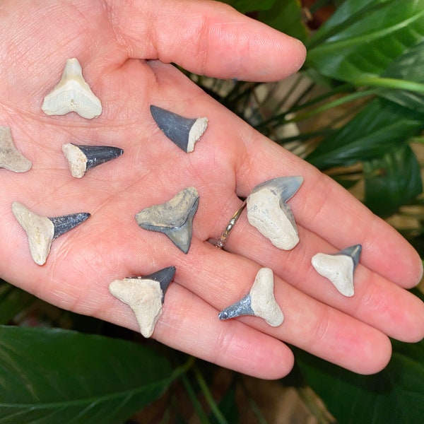 10 Bone Valley shark teeth fossils